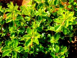 Peperomia blanda