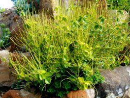 Peperomia blanda long spikes