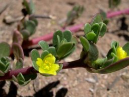 Portulaca oleracea, an exotic