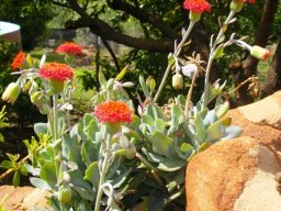 Kleinia fulgens