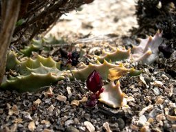 Stapeliopsis saxatilis