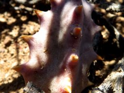 Stapeliopsis saxatilis stem