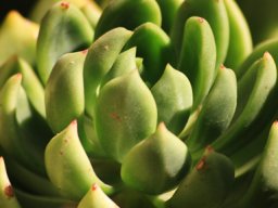 Echeverria, an established immigrant!