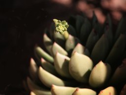 Succulent rosette