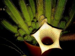 Tavaresia barklyi