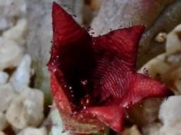 Tromotriche baylissii