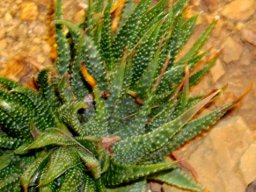 Tulista minima var. minima leaves