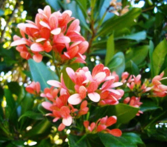 Alberta magna fruit wings masquerading as flowers