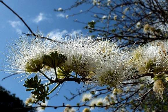 Albizia anthelmintica