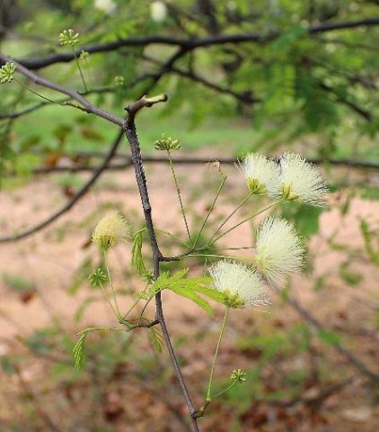 Albizia