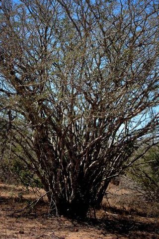 Albizia petersiana subsp. evansii