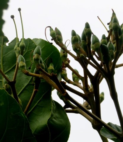Anthocleista grandiflora fruit