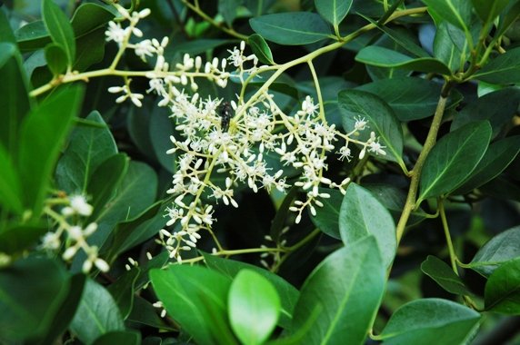 Apodytes dimidiata flowers