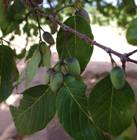 Berchemia discolor unripe fruit