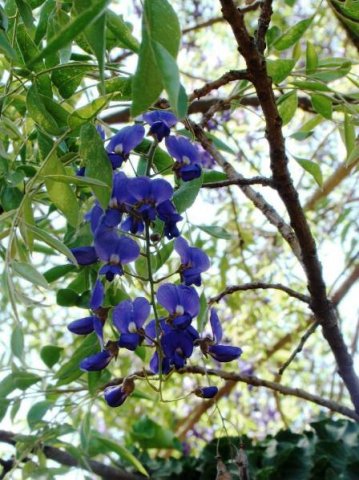 Bolusanthus speciosus