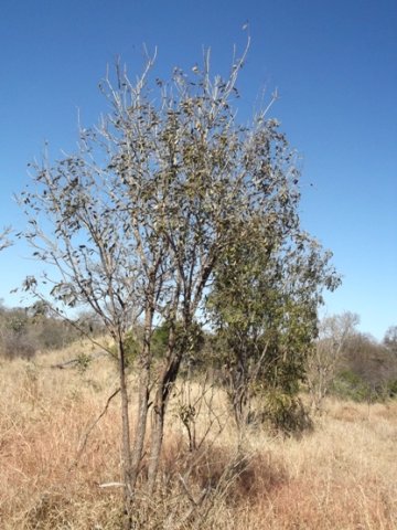 Bolusanthus speciosus in winter
