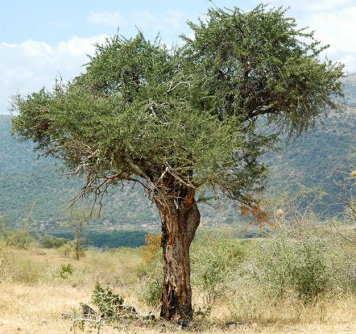 Boscia albitrunca