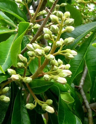 Calodendrum capense preparing to flower
