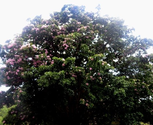 Calodendrum capense crown