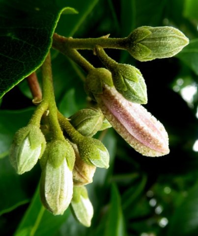 Calodendrum capense buds