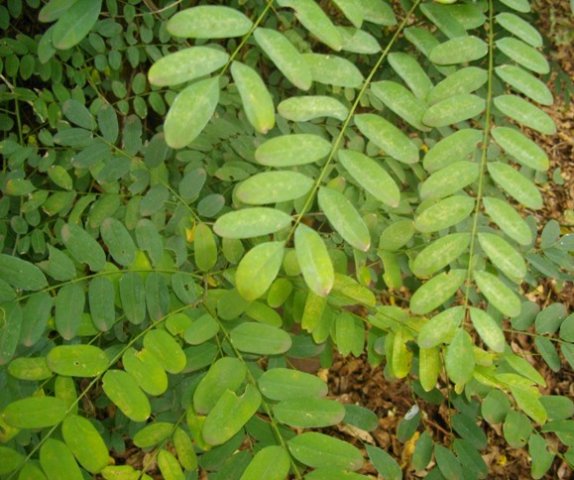 Calpurnia aurea subsp. aurea