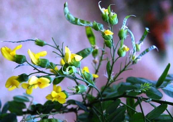 Calpurnia aurea subsp. aurea flowers and pods