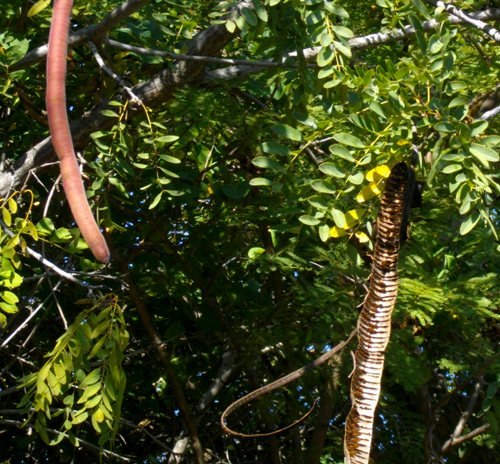 Cassia abbreviata subsp. beareana leaves