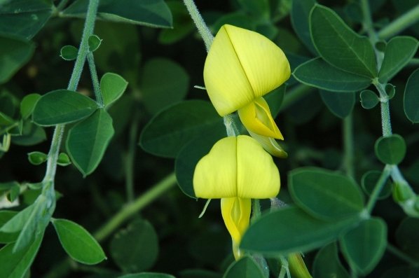 Crotalaria capensis