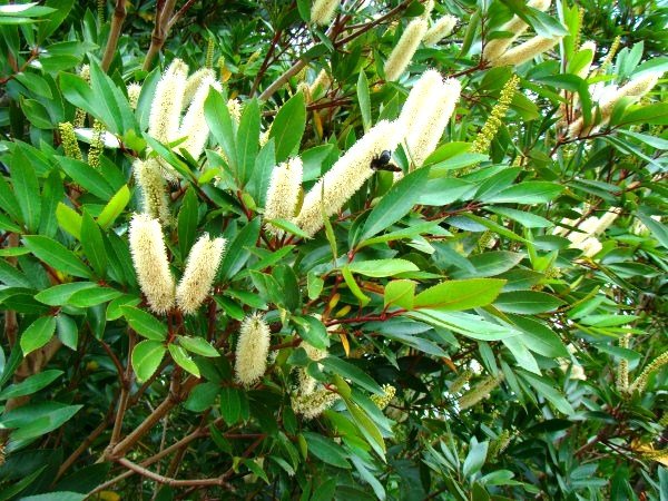 Cunonia capensis