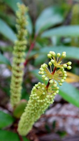 Cunonia capensis whorls of florets