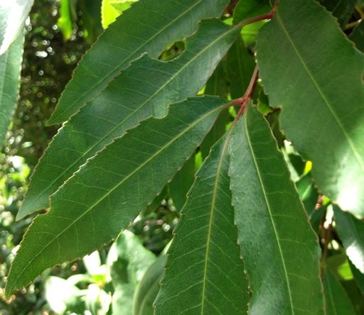 Cunonia capensis leaflets
