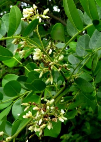 Dalbergia melanoxylon flowers