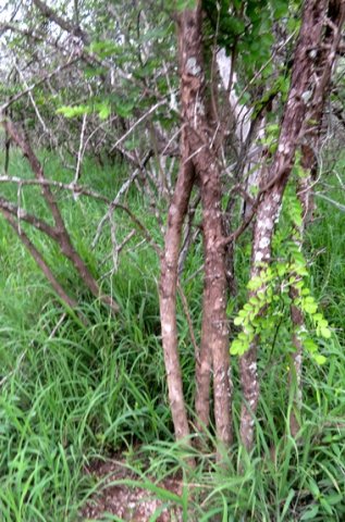 Dalbergia melanoxylon stem cluster