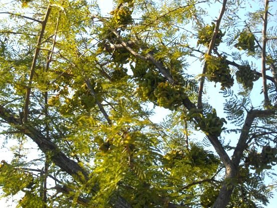Dichrostachys cinerea
