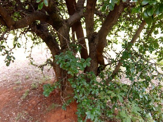 Dovyalis caffra stems