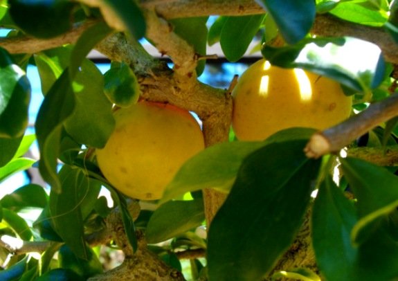 Dovyalis caffra