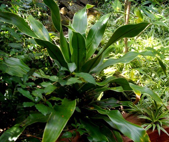 Dracaena aletriformis