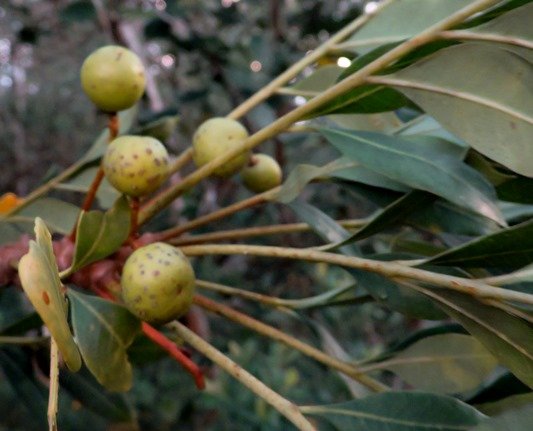 Ekebergia capensis green fruit