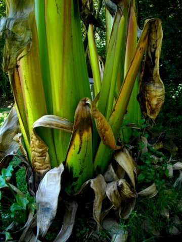 Ensete ventricosum leaf bases