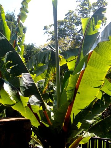 Ensete ventricosum leaves