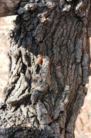 Faurea saligna bark