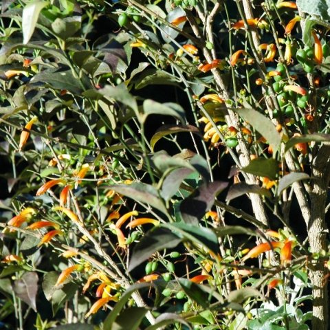 Halleria lucida