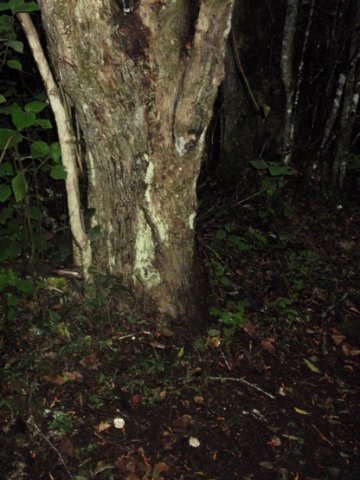 Halleria lucida trunk