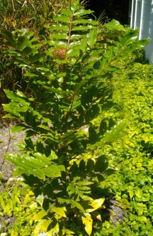 Harpephyllum caffrum