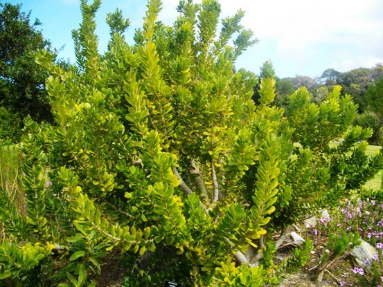 Heeria argentea