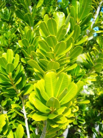Heeria argentea stem-tips