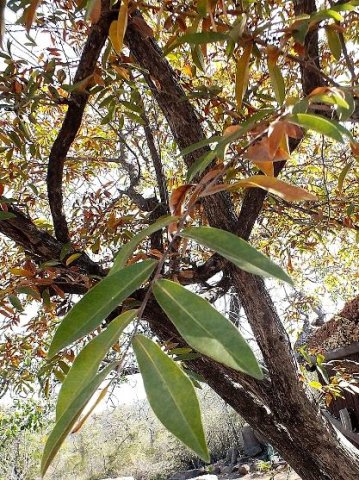 Hexalobus monopetalus leaves