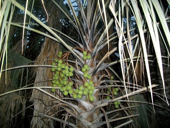 Hyphaene petersiana 