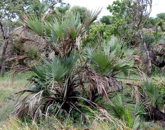 Hyphaene coriacea