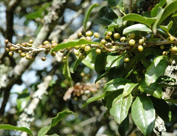 Ilex mitis var. mitis